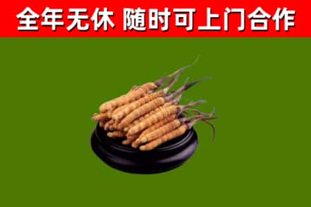 陵水回收散虫草