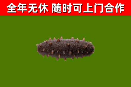 陵水回收海参干